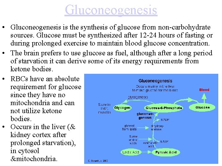 Gluconeogenesis • Gluconeogenesis is the synthesis of glucose from non-carbohydrate sources. Glucose must be