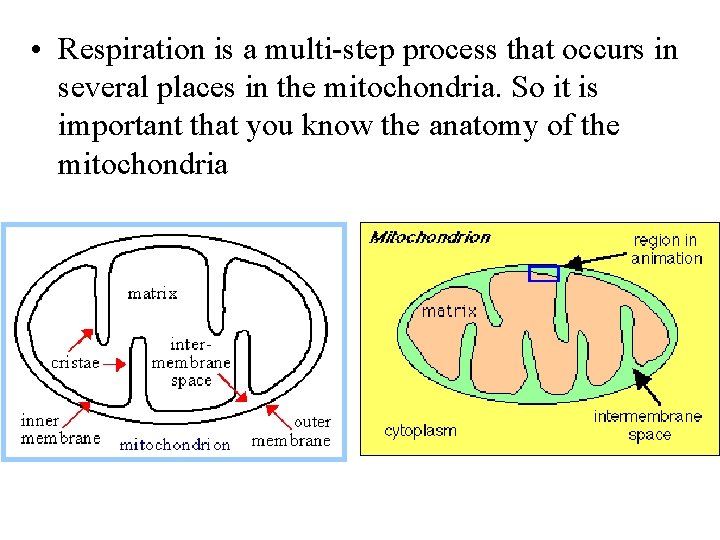  • Respiration is a multi-step process that occurs in several places in the