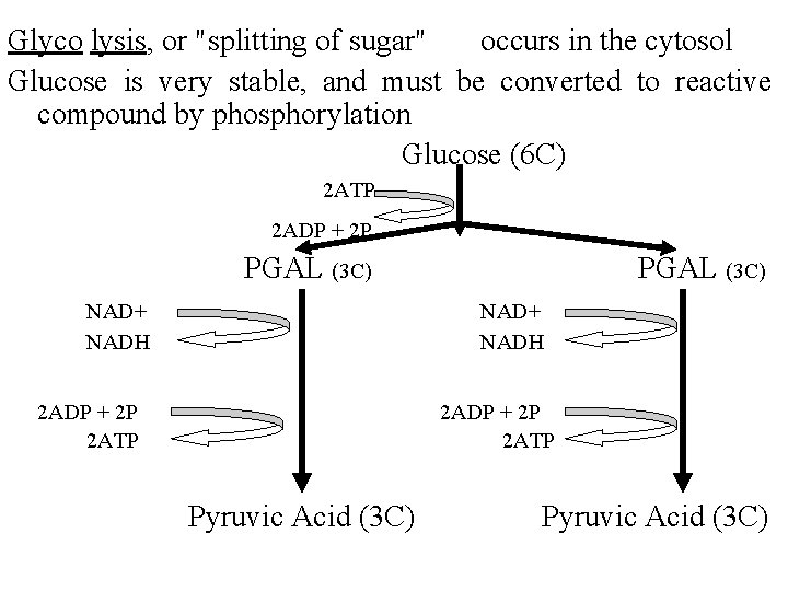 Glyco lysis, or "splitting of sugar" occurs in the cytosol Glucose is very stable,