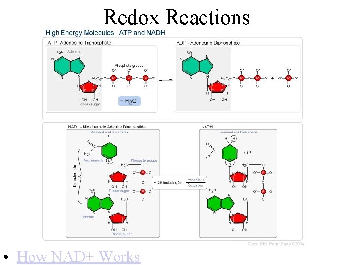 Redox Reactions • How NAD+ Works 
