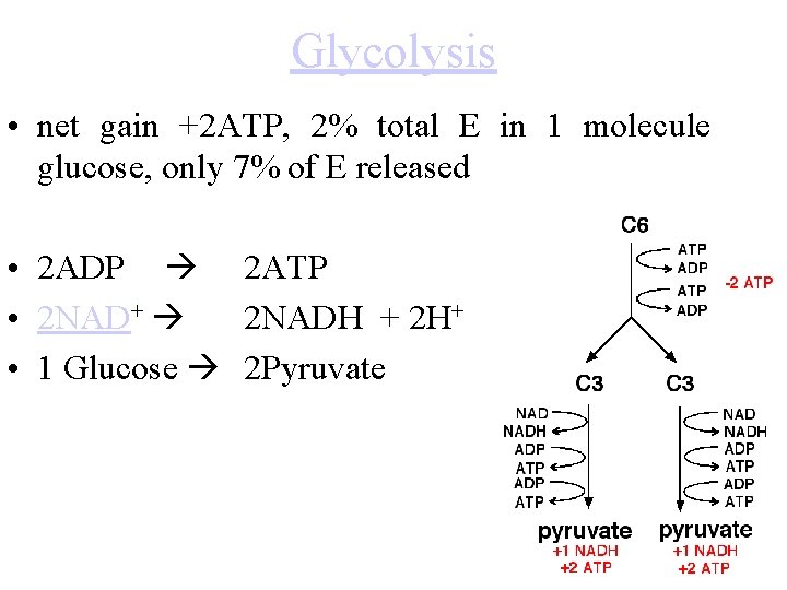 Glycolysis • net gain +2 ATP, 2% total E in 1 molecule glucose, only