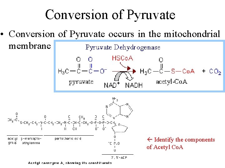 Conversion of Pyruvate • Conversion of Pyruvate occurs in the mitochondrial membrane Identify the