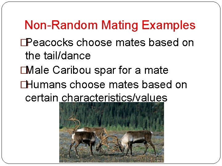 Non-Random Mating Examples �Peacocks choose mates based on the tail/dance �Male Caribou spar for