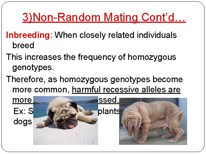 3)Non-Random Mating Cont’d… Inbreeding: When closely related individuals breed This increases the frequency of