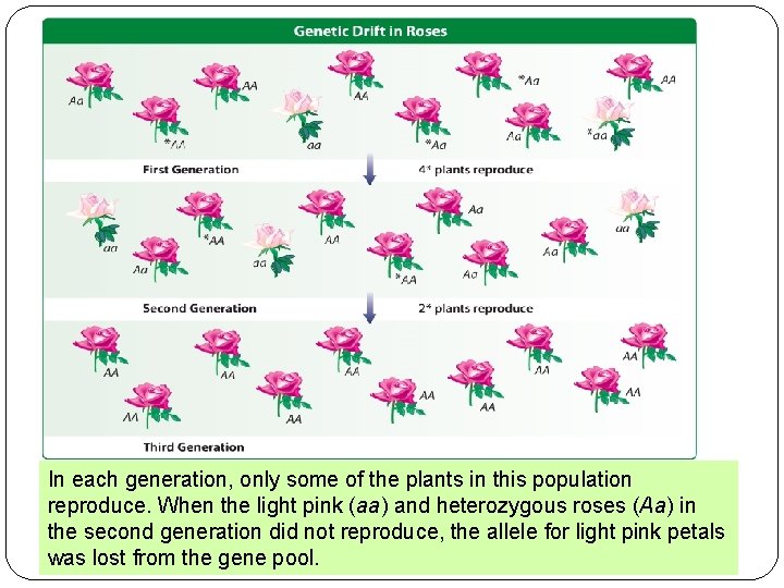 In each generation, only some of the plants in this population reproduce. When the