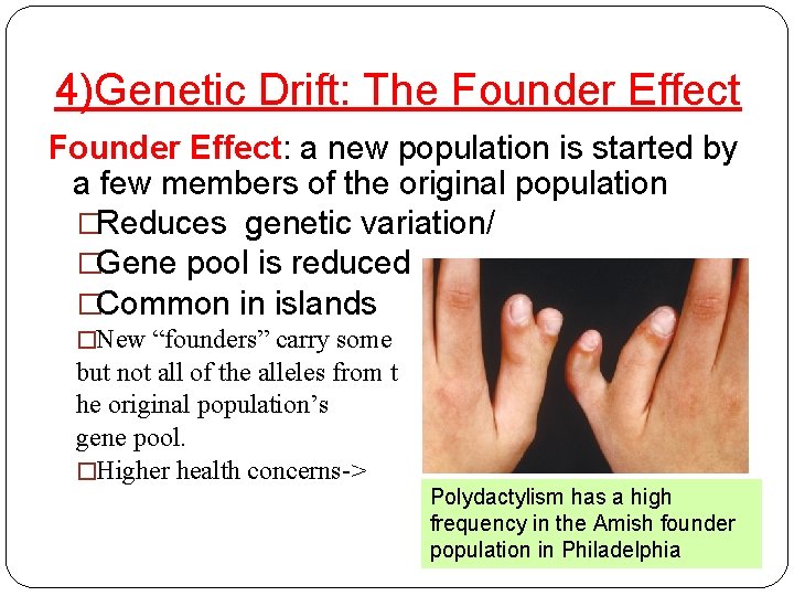 4)Genetic Drift: The Founder Effect: a new population is started by a few members