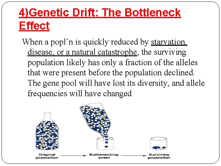 4)Genetic Drift: The Bottleneck Effect When a popl’n is quickly reduced by starvation, disease,