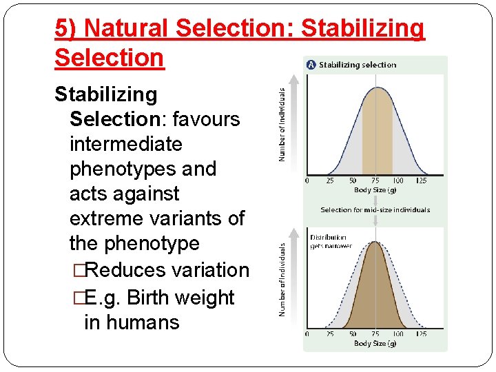 5) Natural Selection: Stabilizing Selection: favours intermediate phenotypes and acts against extreme variants of