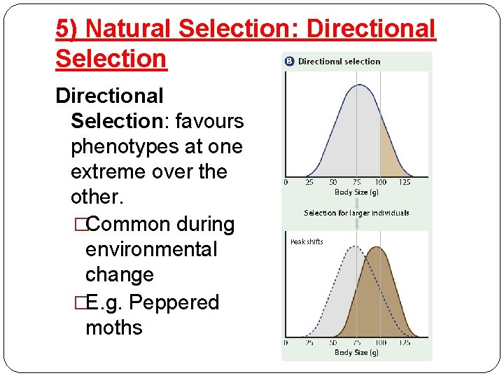 5) Natural Selection: Directional Selection: favours phenotypes at one extreme over the other. �Common