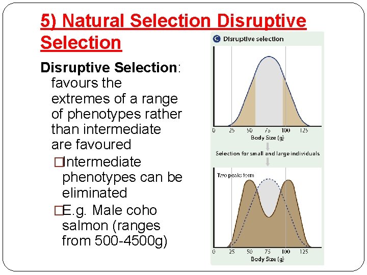 5) Natural Selection Disruptive Selection: favours the extremes of a range of phenotypes rather