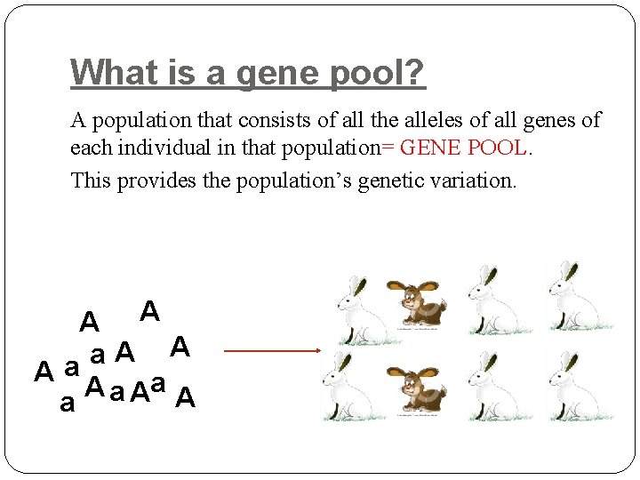 What is a gene pool? A population that consists of all the alleles of