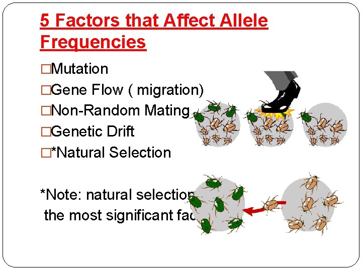 5 Factors that Affect Allele Frequencies �Mutation �Gene Flow ( migration) �Non-Random Mating �Genetic