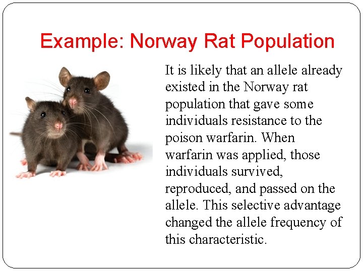 Example: Norway Rat Population It is likely that an allele already existed in the