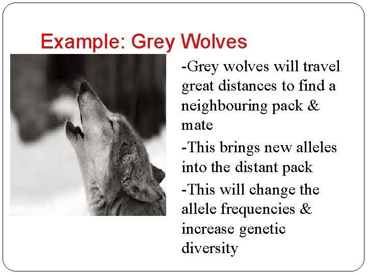 Example: Grey Wolves -Grey wolves will travel great distances to find a neighbouring pack