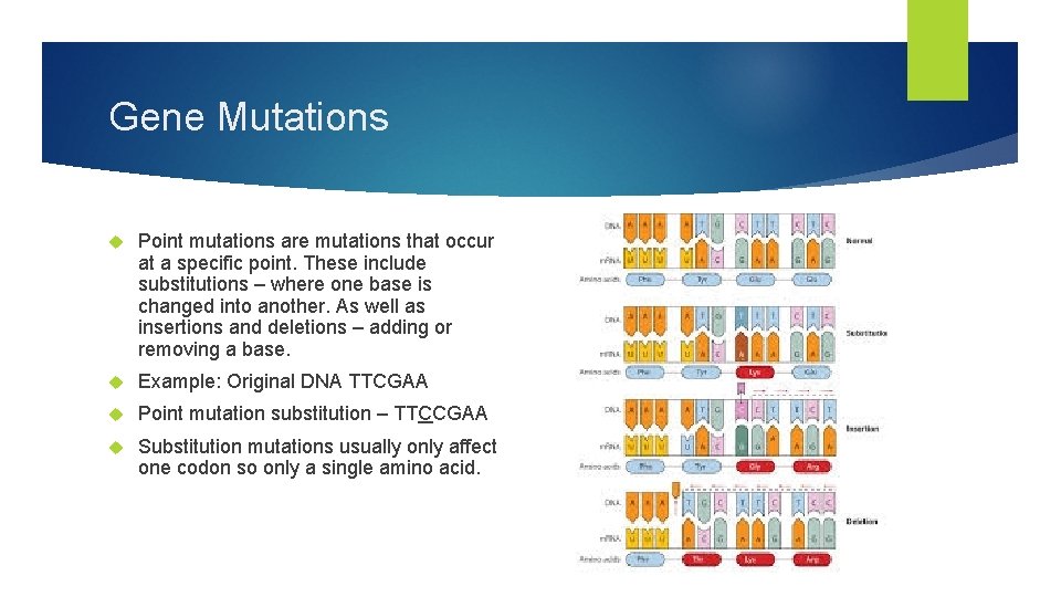 Chapter 12 4 MUTATIONS Kinds of Mutations are