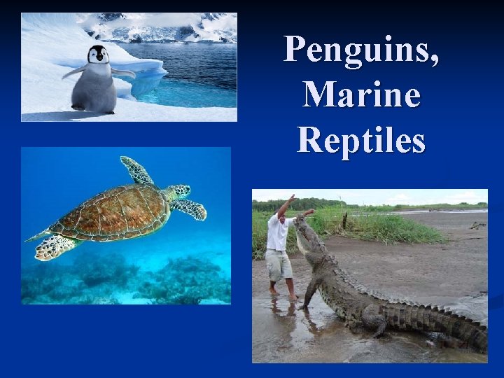 Penguins, Marine Reptiles 