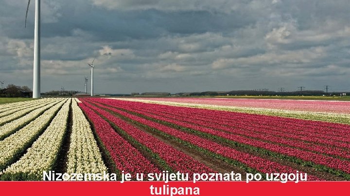 Nizozemska je u svijetu poznata po uzgoju tulipana 