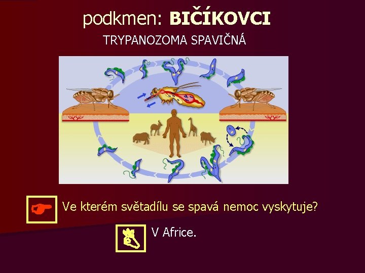 podkmen: BIČÍKOVCI TRYPANOZOMA SPAVIČNÁ Ve kterém světadílu se spavá nemoc vyskytuje? V Africe. 