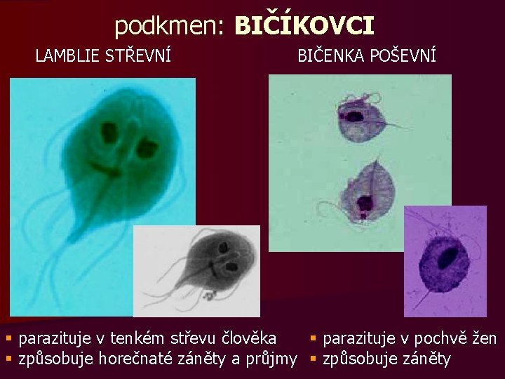 podkmen: BIČÍKOVCI LAMBLIE STŘEVNÍ BIČENKA POŠEVNÍ § parazituje v tenkém střevu člověka § parazituje