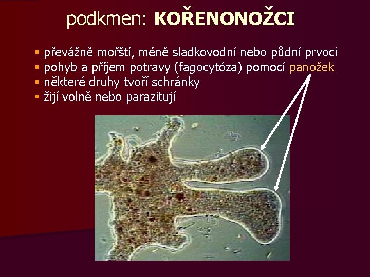 podkmen: KOŘENONOŽCI § § převážně mořští, méně sladkovodní nebo půdní prvoci pohyb a příjem