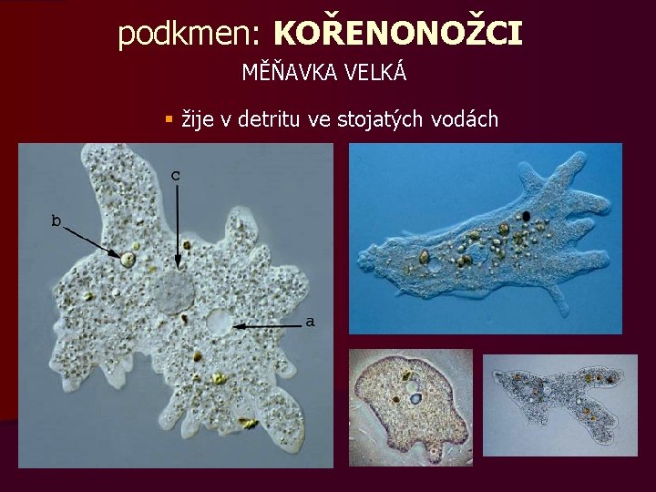 podkmen: KOŘENONOŽCI MĚŇAVKA VELKÁ § žije v detritu ve stojatých vodách 