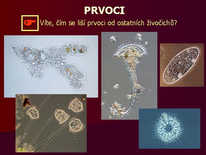 PRVOCI Víte, čím se liší prvoci od ostatních živočichů? 