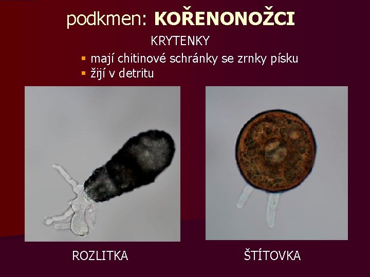 podkmen: KOŘENONOŽCI KRYTENKY § mají chitinové schránky se zrnky písku § žijí v detritu