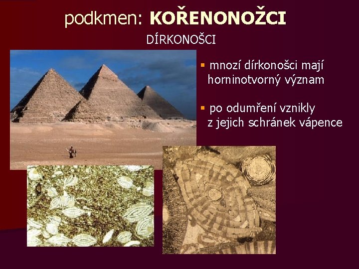 podkmen: KOŘENONOŽCI DÍRKONOŠCI § mnozí dírkonošci mají horninotvorný význam § po odumření vznikly z