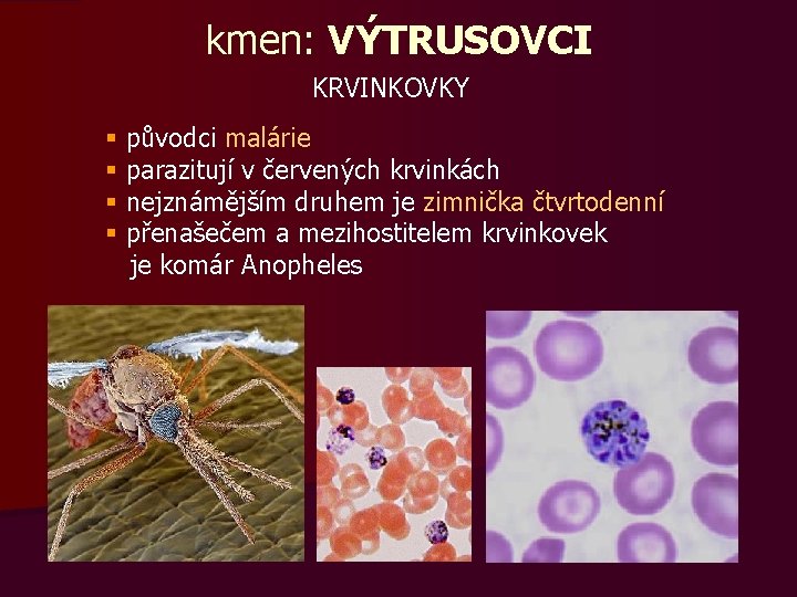 kmen: VÝTRUSOVCI KRVINKOVKY § § původci malárie parazitují v červených krvinkách nejznámějším druhem je