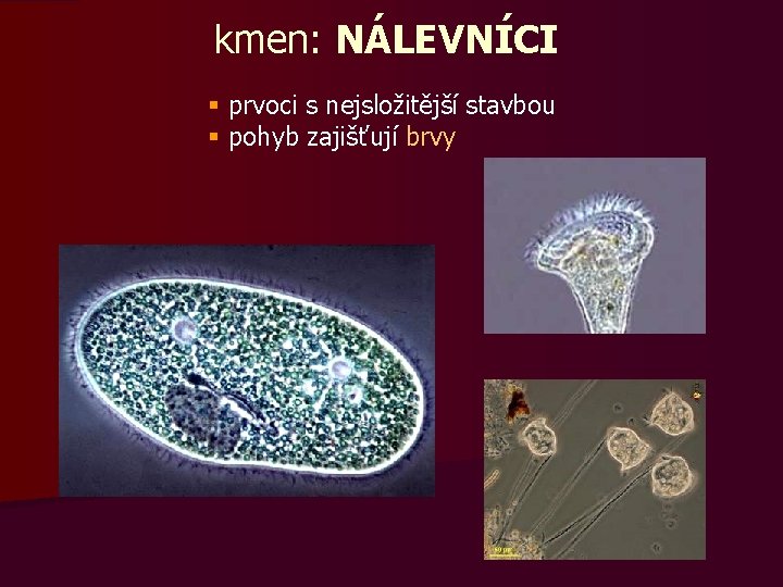 kmen: NÁLEVNÍCI § prvoci s nejsložitější stavbou § pohyb zajišťují brvy 