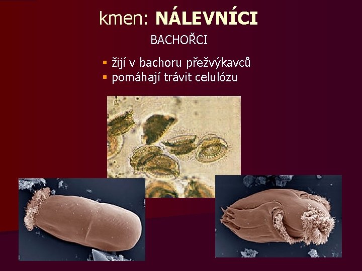 kmen: NÁLEVNÍCI BACHOŘCI § žijí v bachoru přežvýkavců § pomáhají trávit celulózu 