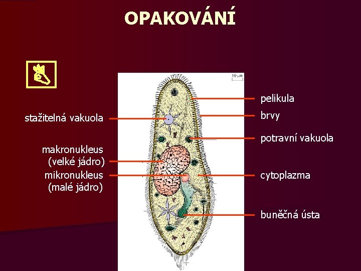 OPAKOVÁNÍ pelikula stažitelná vakuola makronukleus (velké jádro) mikronukleus (malé jádro) brvy potravní vakuola cytoplazma