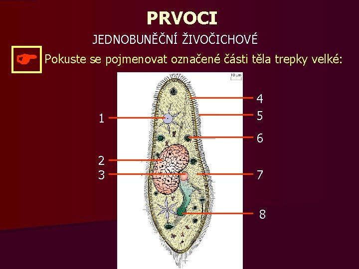 PRVOCI JEDNOBUNĚČNÍ ŽIVOČICHOVÉ Pokuste se pojmenovat označené části těla trepky velké: 1 4 5