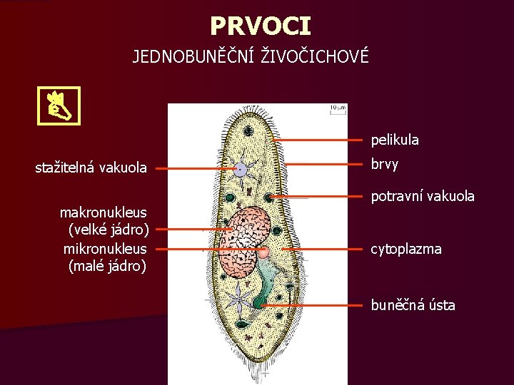 PRVOCI JEDNOBUNĚČNÍ ŽIVOČICHOVÉ pelikula stažitelná vakuola makronukleus (velké jádro) mikronukleus (malé jádro) brvy potravní