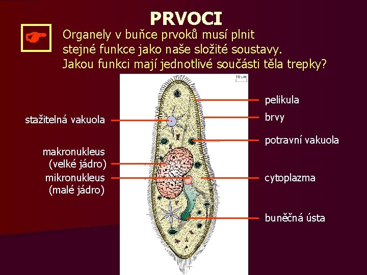  PRVOCI Organely v buňce prvoků musí plnit stejné funkce jako naše složité soustavy.