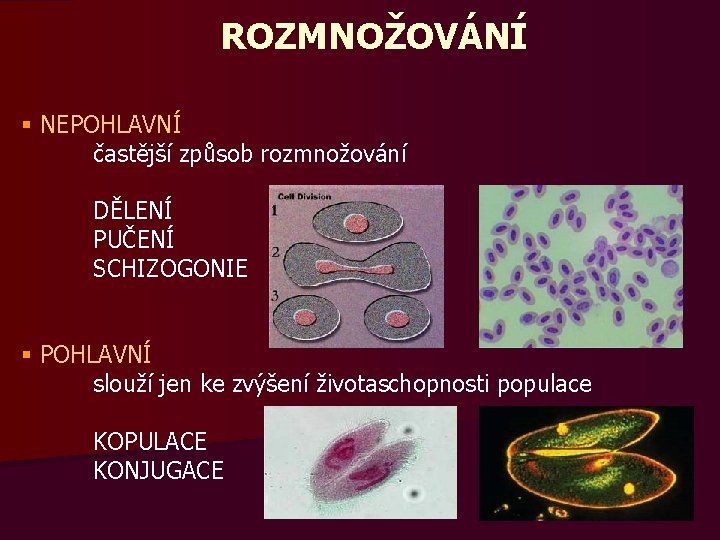 ROZMNOŽOVÁNÍ § NEPOHLAVNÍ častější způsob rozmnožování DĚLENÍ PUČENÍ SCHIZOGONIE § POHLAVNÍ slouží jen ke