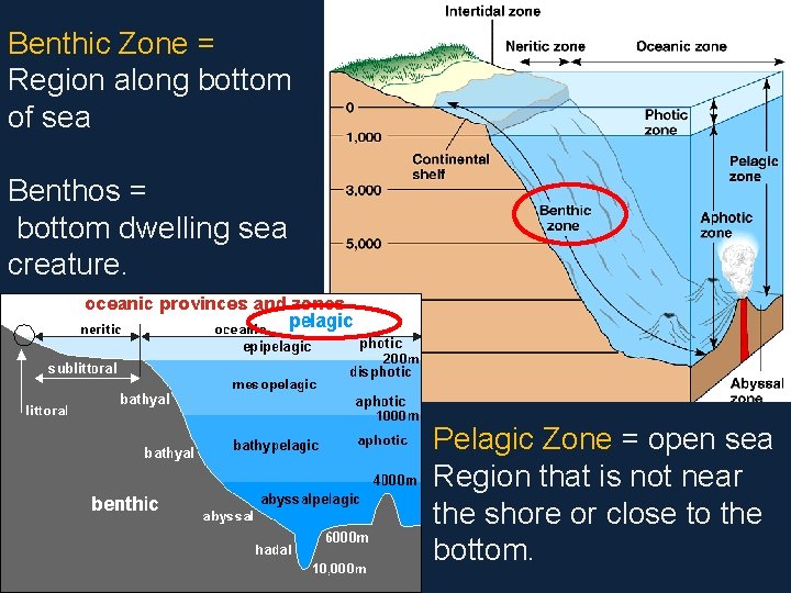 Benthic Zone = Region along bottom of sea Benthos = bottom dwelling sea creature.