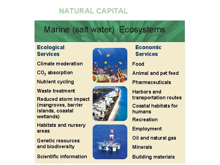 NATURAL CAPITAL Marine (salt water) Ecosystems Marine Ecosystems Ecological Services Economic Services Climate moderation