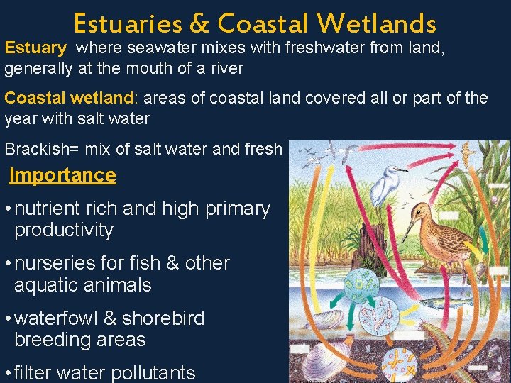 Estuaries & Coastal Wetlands Estuary: where seawater mixes with freshwater from land, generally at