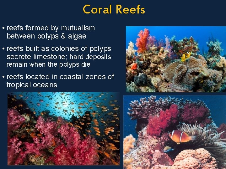 Coral Reefs • reefs formed by mutualism between polyps & algae • reefs built