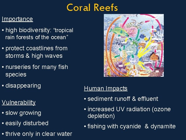 Coral Reefs Importance • high biodiversity: “tropical rain forests of the ocean” • protect