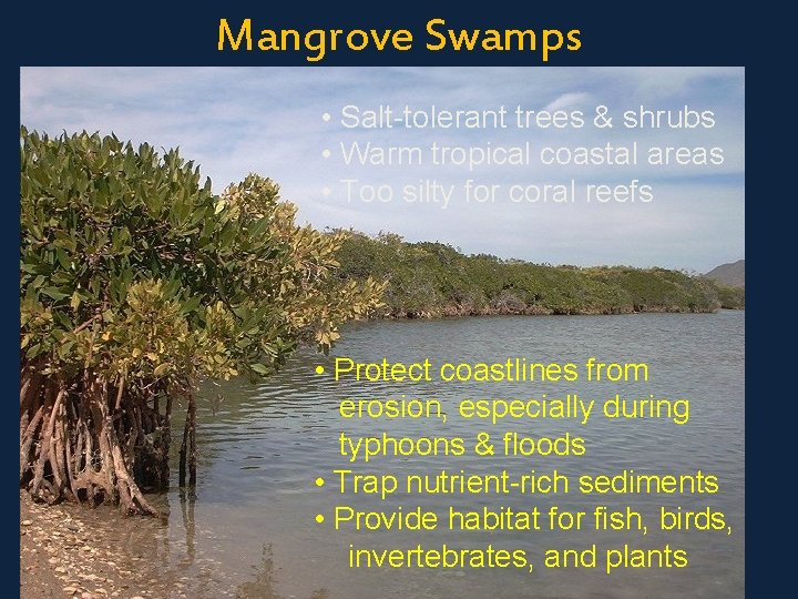 Mangrove Swamps • Salt-tolerant trees & shrubs • Warm tropical coastal areas • Too