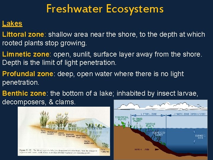Freshwater Ecosystems Lakes Littoral zone: shallow area near the shore, to the depth at