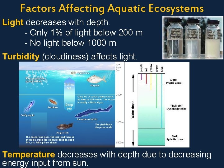 Factors Affecting Aquatic Ecosystems Light decreases with depth. - Only 1% of light below
