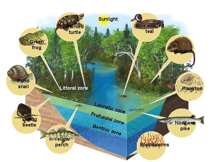 Sunlight Blue-winged teal Painted turtle Green frog Pond snail Muskrat Littoral zone Plankton Limn