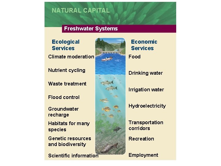 NATURAL CAPITAL Freshwater Systems Ecological Services Climate moderation Nutrient cycling Economic Services Food Drinking