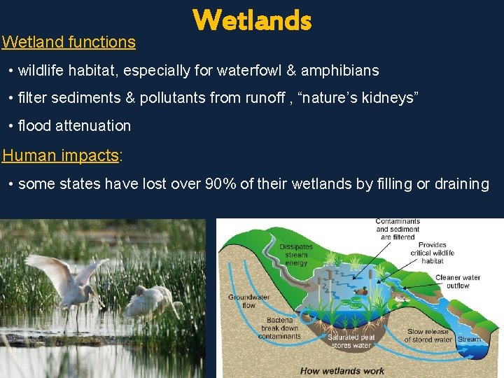 Lands covered with Wetland functions Wetlands • wildlife habitat, especially for waterfowl & amphibians
