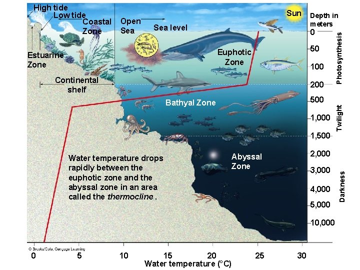 Sea level 0 50 Euphotic Zone Estuarine Zone Depth in meters 100 Continental shelf