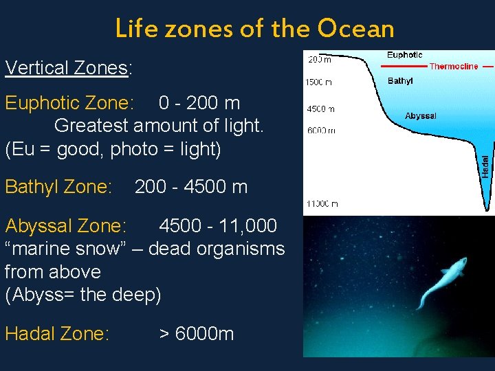 Life zones of the Ocean Vertical Zones: Euphotic Zone: 0 - 200 m Greatest