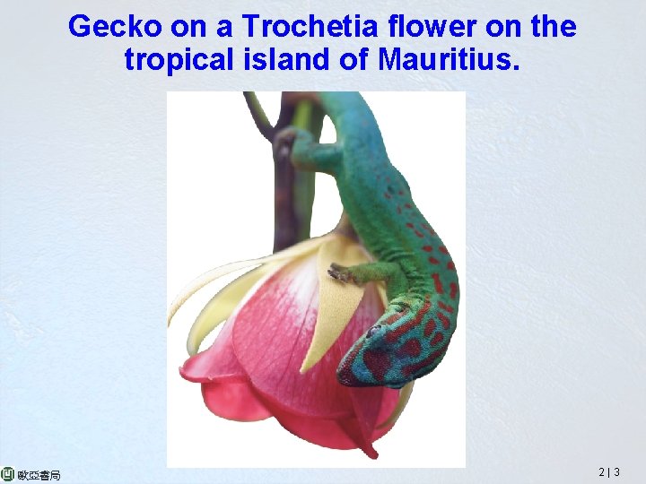 Gecko on a Trochetia flower on the tropical island of Mauritius. 歐亞書局 2|3 